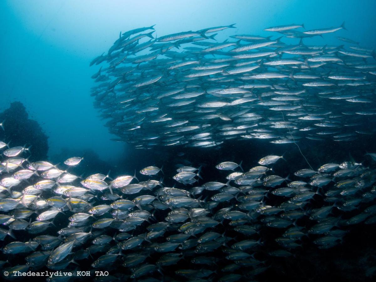 The Dearly Koh Tao Hostel-Padi 5 Star Dive Resort エクステリア 写真